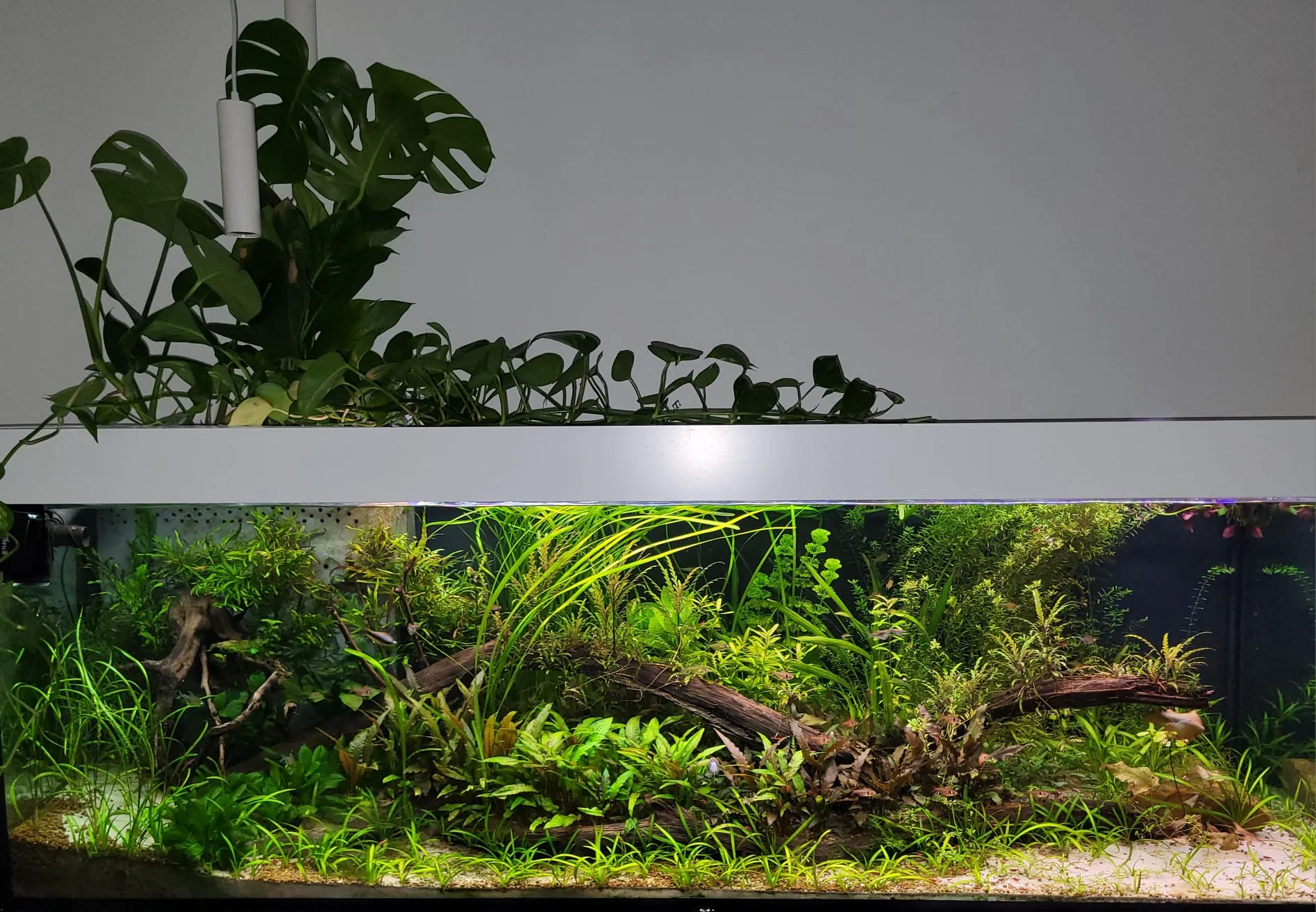 Fallen Forest Microcosmos