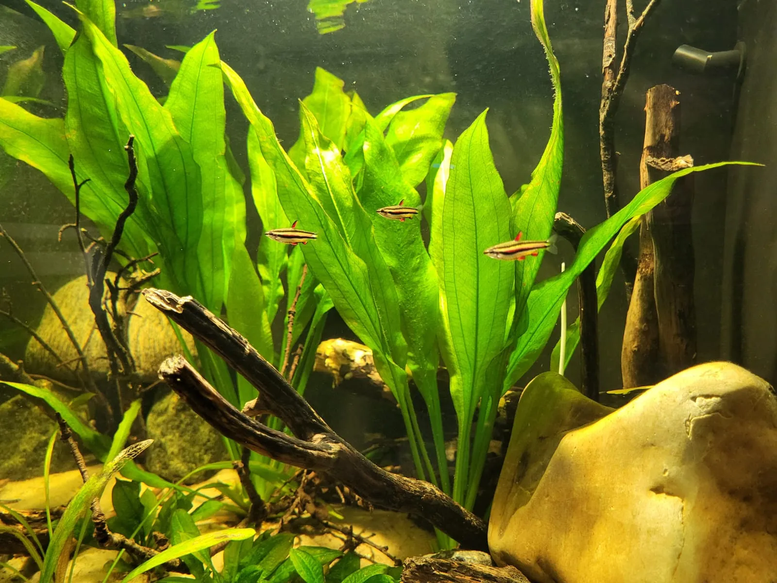 Op de Orinoco geïnspireerde Littoral Zone Microcosmos