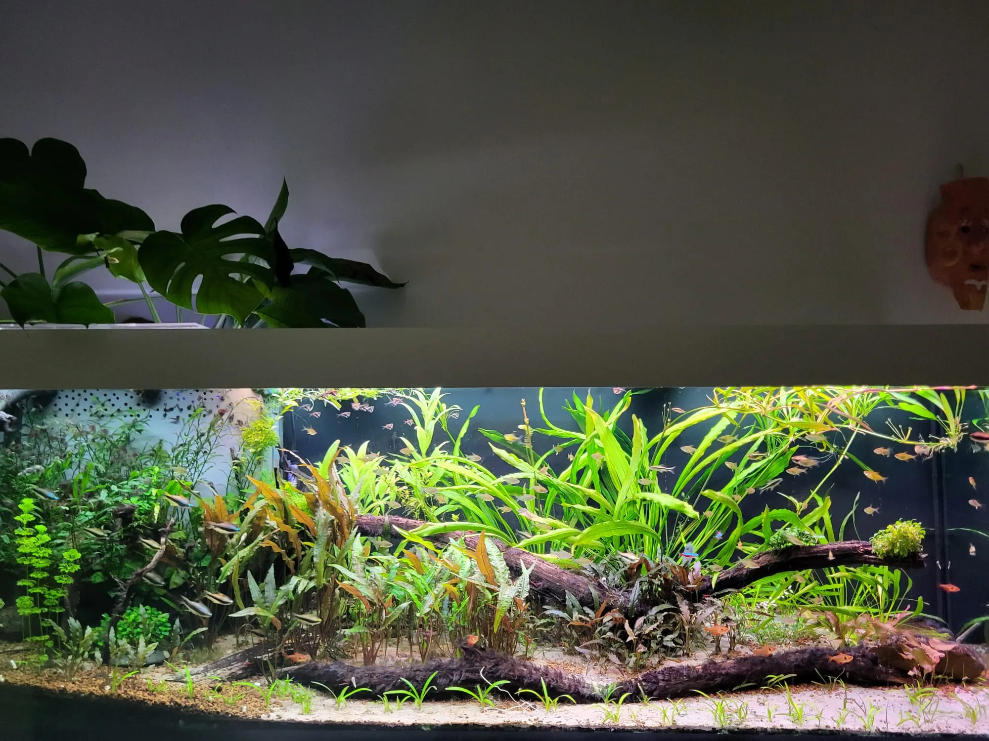Scholen tetra's boven Cryptocoryne en langbladige planten rond het liggende drijfhout
