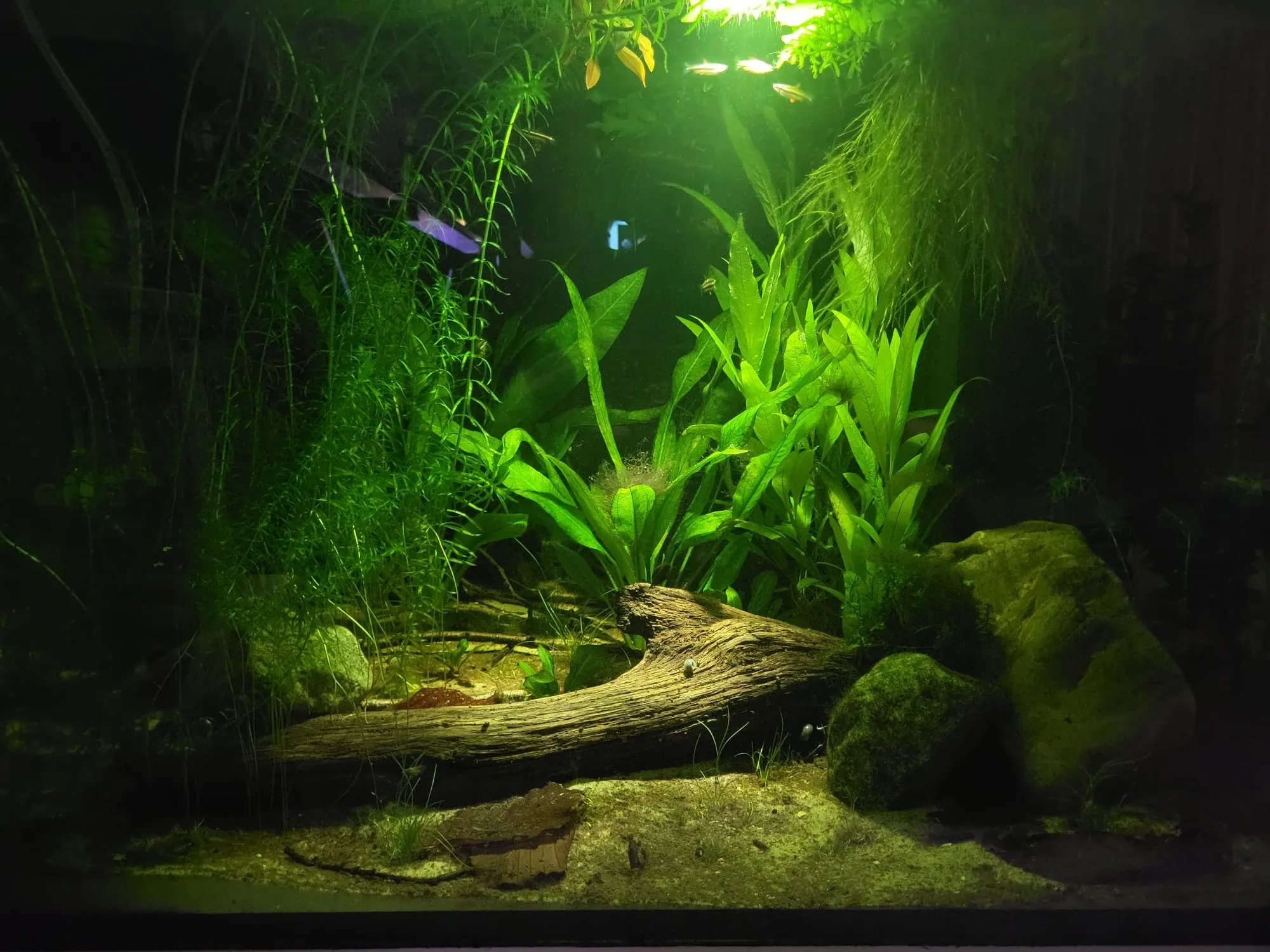 Een donkere doorkijk: hout op het zand, Echinodorus en fijne stengelplanten onder het licht