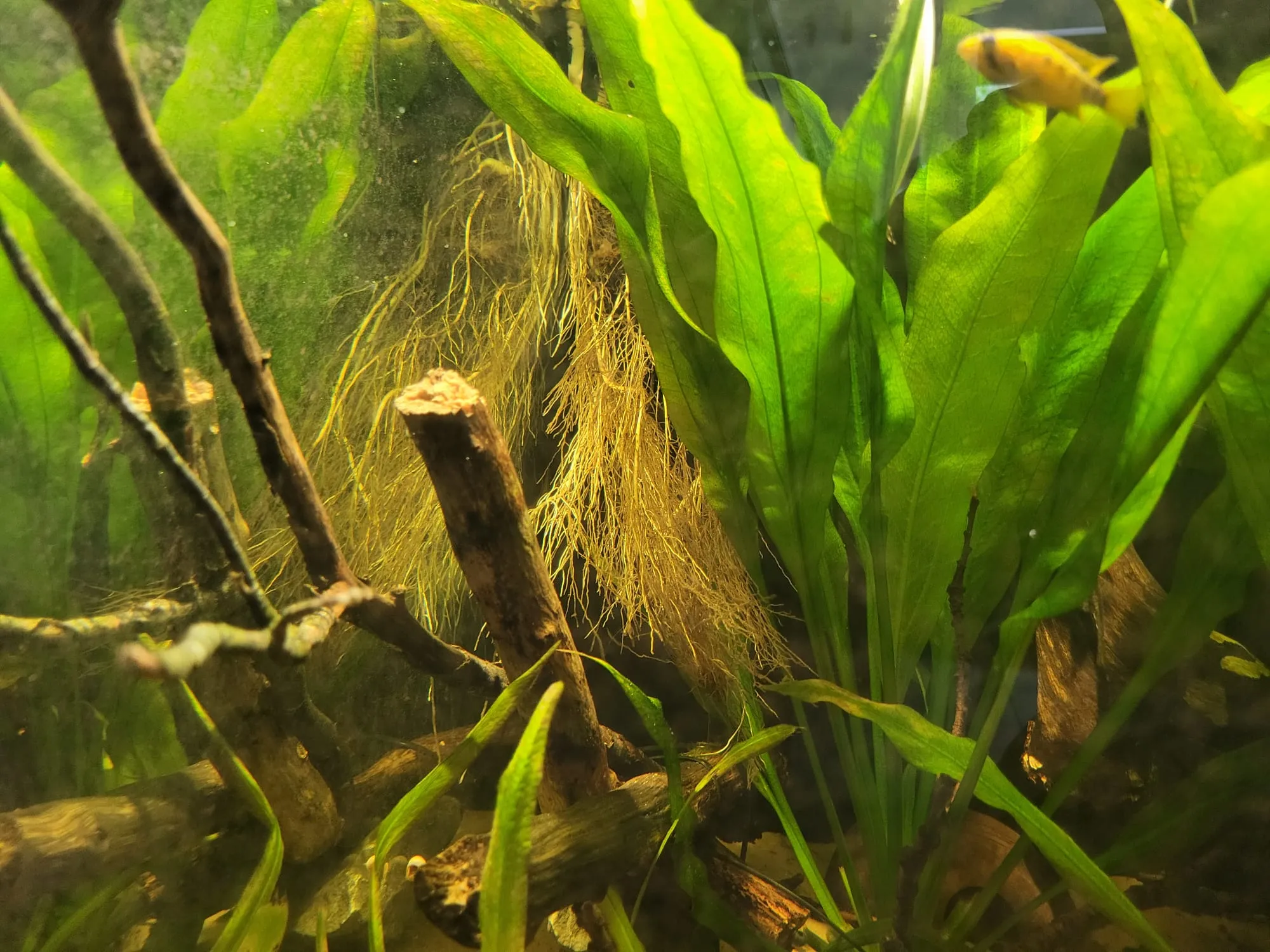Wortels hangen tussen takken en brede Echinodorus-bladeren, met een gele Apistogramma rechtsboven
