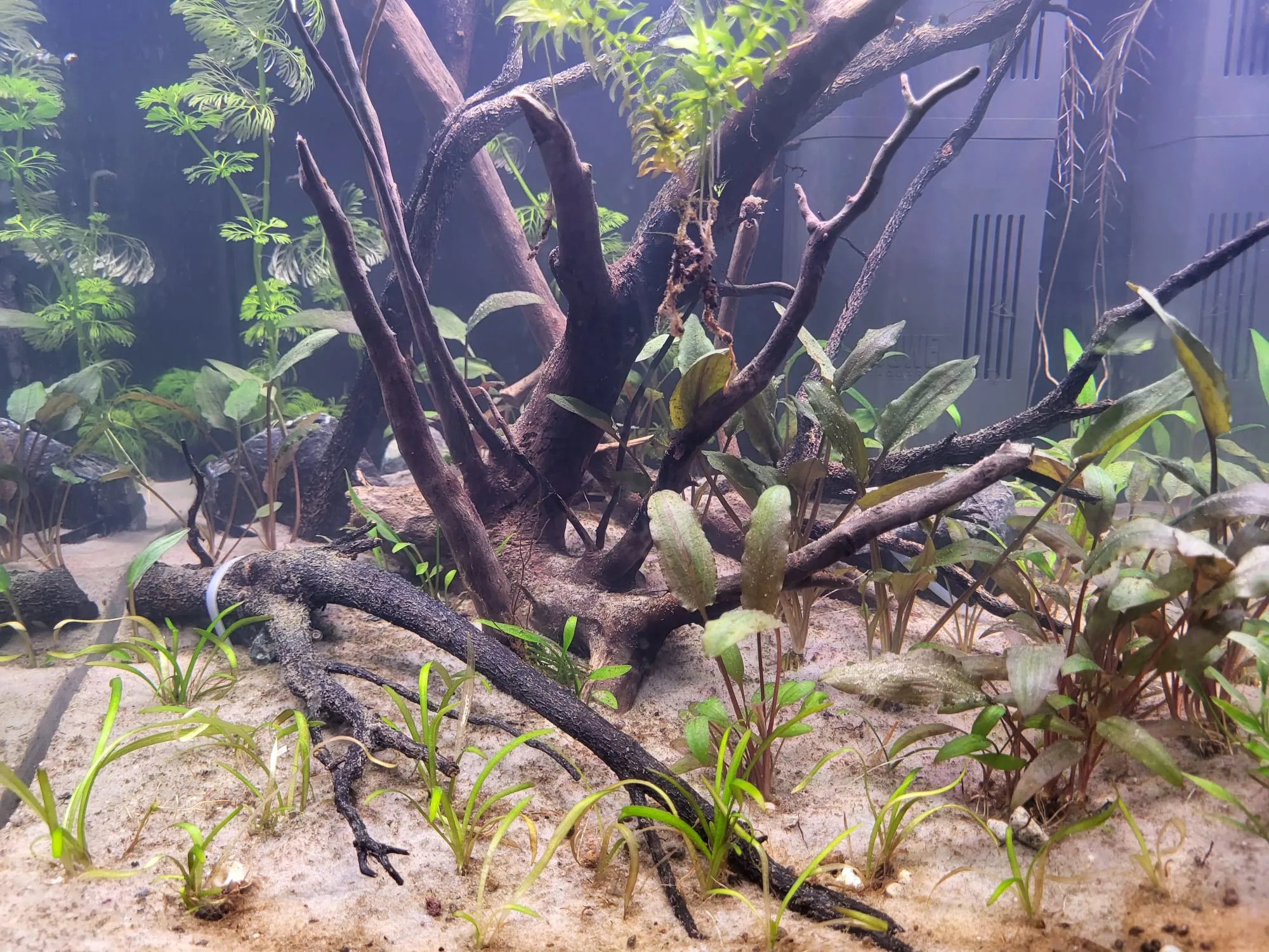 Dichterbij: vertakte wortels op het zand tussen Cryptocoryne en jonge planten