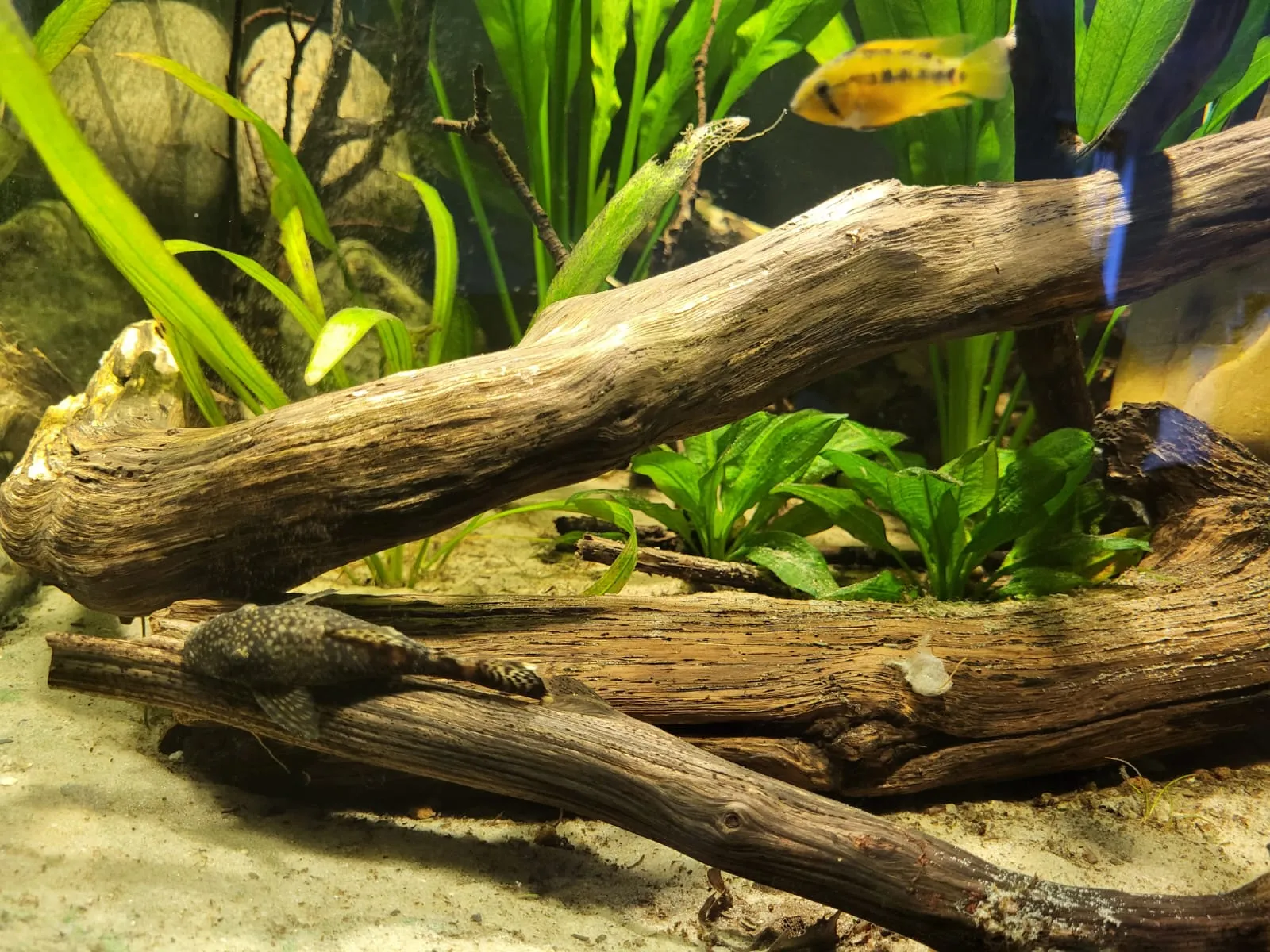 Een Ancistrus op het drijfhout, met een Apistogramma erboven en jonge Echinodorus op de achtergrond