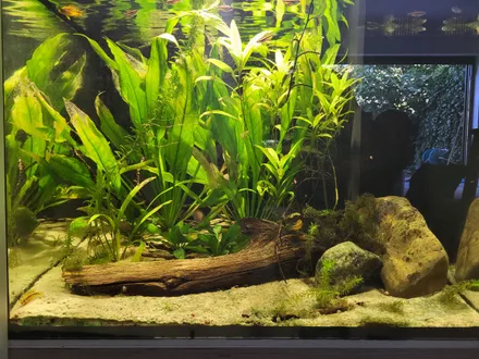 De bak van voren: Echinodorus met doorzichtige, aangetaste bladeren achter een tak drijfhout, stenen rechts en een Apistogramma op het zand