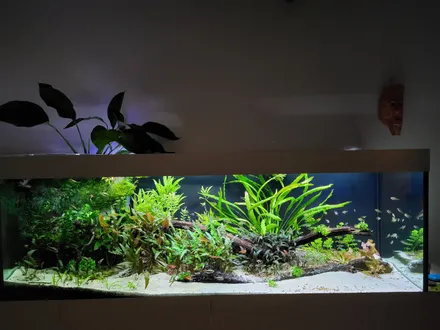 De hele voorgrond is een wit zandfront onder het drijfhout en de beplanting