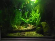 In gedempt licht: fijne stengelplanten links, jonge Echinodorus in het midden, drijfhout en bemoste stenen, en bladeren op het zand