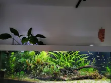 De volledige bak met drijfhout, dichte Cryptocoryne en rechts een school kleine vissen