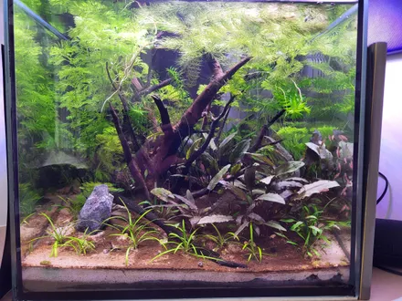 Vooraanzicht van de nano: drijfhout onder fijne stengelplanten, Cryptocoryne rechts en garnalen tussen de bladeren