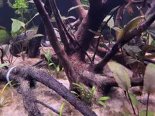 Close-up van wortels en takken op het zand, met jonge Cryptocoryne ertussen