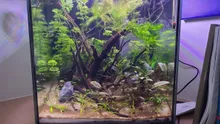 De bak van iets verder: de takkenstructuur, Cryptocoryne rechts en kleine grasachtige planten in het zand