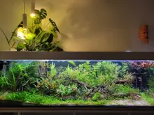 Monstera en Pothos groeien boven de bak, over een dicht beplant aquarium met kleine scholenvissen
