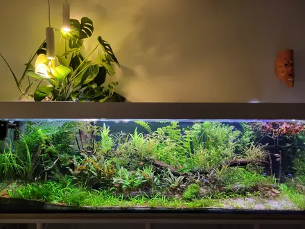 Monstera en Pothos groeien boven de bak, over een dicht beplant aquarium met kleine scholenvissen