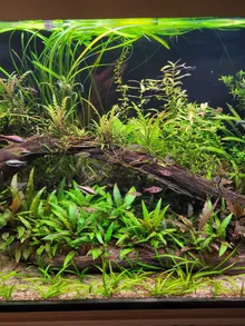 Close-up van drijfhout met Cryptocoryne, fijne stengelplanten en kleine vissen