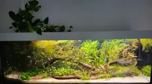 Het hele aquarium van voren, met Monstera en Pothos op de kap