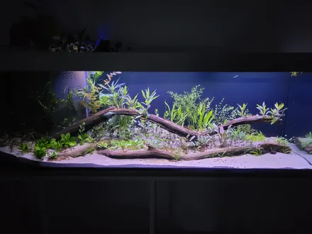 De volledige bak met twee lange takken drijfhout over het zand en de eerste jonge planten