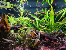 Close-up van Cryptocoryne en lange bladeren tussen het drijfhout, met scholen kleine vissen