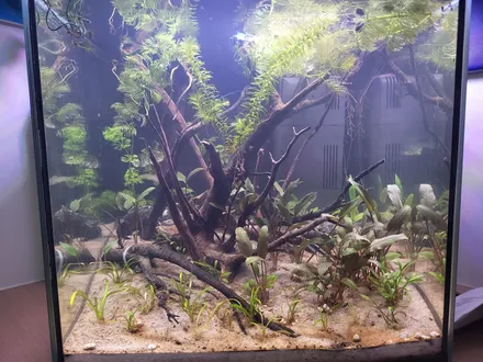 Vooraanzicht van de pas ingerichte nano: takken en wortels boven een zandbodem, met jonge Cryptocoryne tussen het hout
