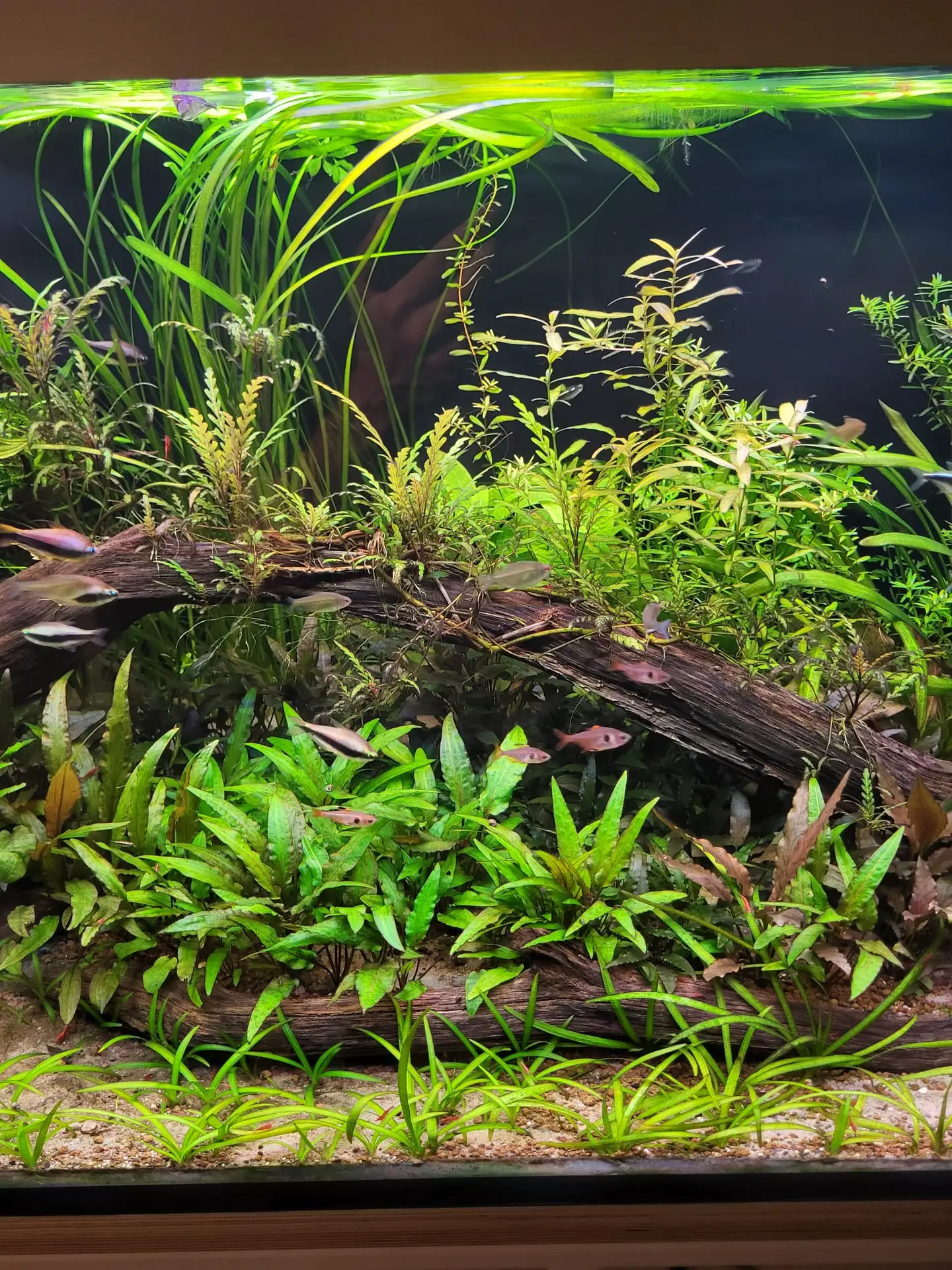 Een levend aquatisch ecosysteem van Microcosmos Atelier